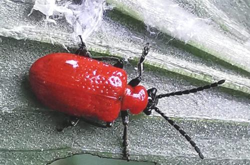 Réf. 334 335 : Lilioceris lilii